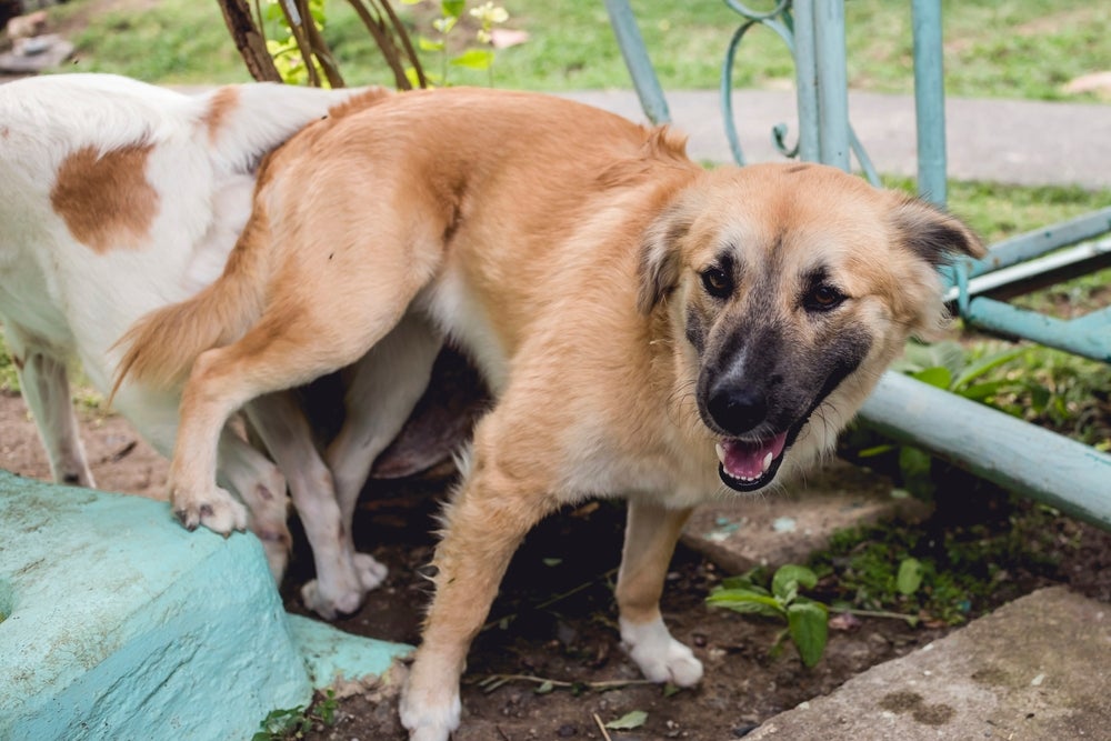 Cachorro Grudado Depois De Cruzar Tudo Sobre O Assunto